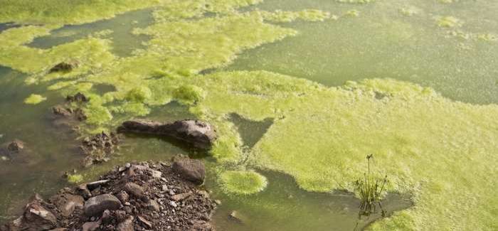 Blue-green algae toxins threat to drinking water - WWT